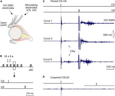 Acquisition-dependent modulation of hippocampal neural cell adhesion molecules by associative motor learning